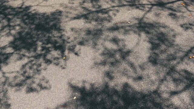 アスファルトに映る風に揺れる木の葉の影