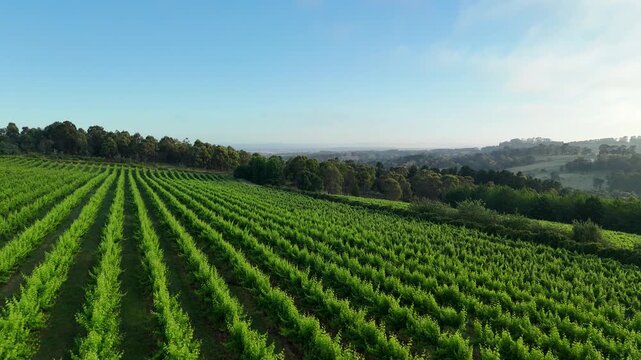 Flying over vineyard 