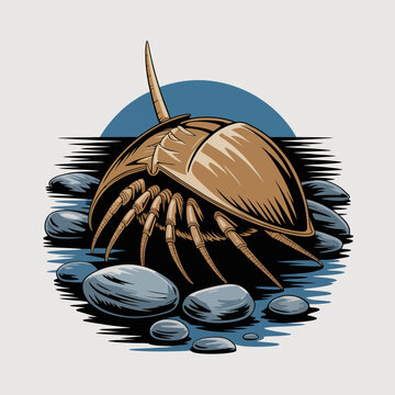 Horseshoe crab on rocky shoreline closeup.