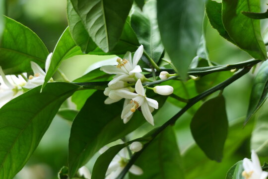 5月、みかんの花