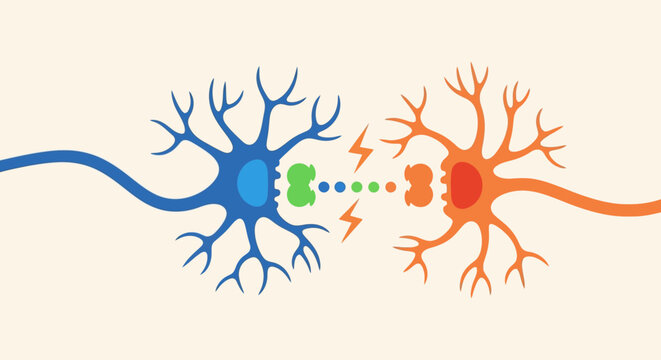 Synapse transmission between two neurons