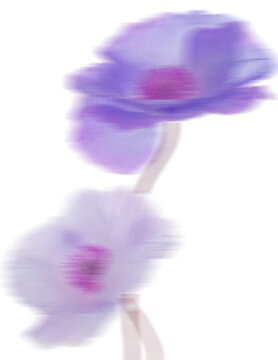 Flores desenfocadas naturaleza