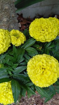 Yellow Marigolds 