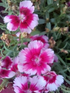 Dianthus chinensis