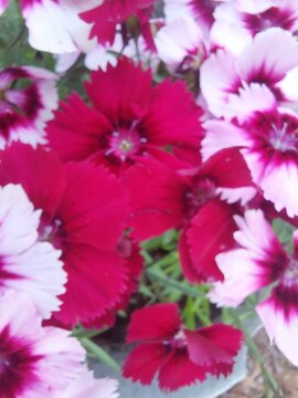 Dianthus chinensis