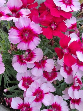 Dianthus chinensis