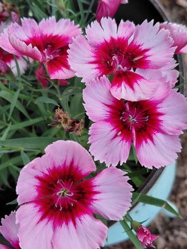 Dianthus chinensis