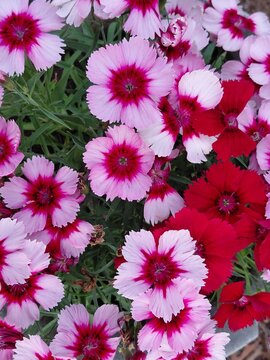 Dianthus chinensis
