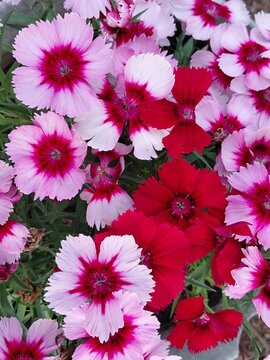 Dianthus chinensis