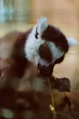 Naklejka premium Lemur animal wildlife closeup feeding portrait primate mammal captured eating a leaf on a branch, soft fur and expressive face in warm light for nature study and zoo photography.