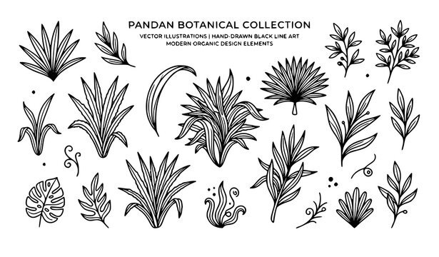 Pandan leaf doodle vector set with tropical botanical black graphic illustrations