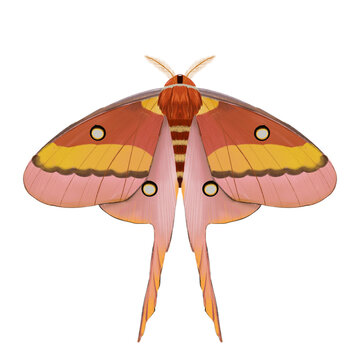 Scientific illustration of a Comet Moth (Argema mittrei) with long tails, vintage style entomology artwork.