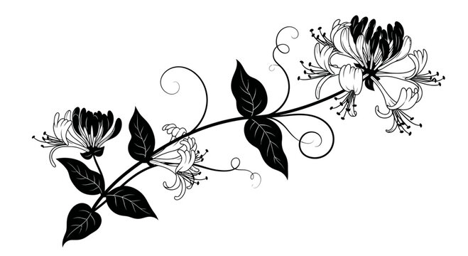 Delicate Honeysuckle Vine with Flowers and Leaves - Black and White Botanical Illustration