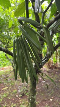 Vanilla Bean Pods Hanging from a Tree