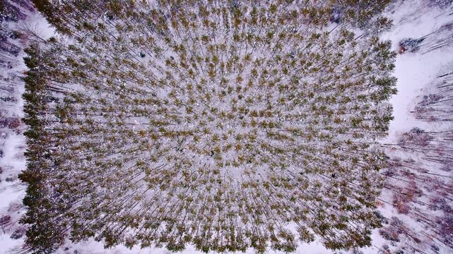 Drone shot looking down of ccc planted forest in northern Michigan in winter