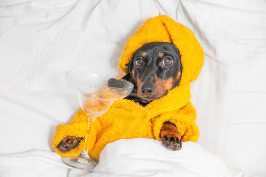  Dachshund dog wearing yellow hoodie lying on white surface and holding champagne flute glass, celebration lifestyle humor, festive relaxation concept.