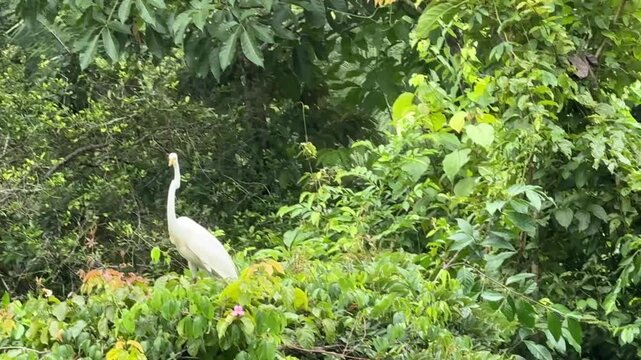 White Egret (Ardea alba) on a river in Costa Rica
