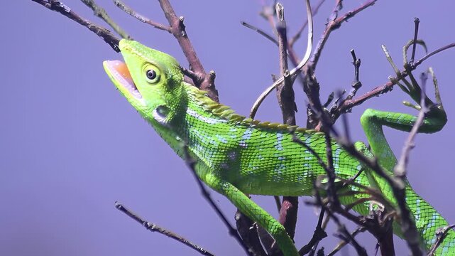 4K close up video of Javan green chameleon (Bronchocela jubata) basking on dry branch, showing thermoregulation behavior in tropical natural habitat