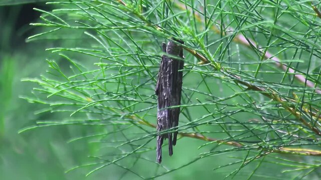 Bagworm moth larva (Psychidae) moving and attaching to pine leaves, showing camouflage behavior in a tropical forest environment.