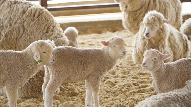 Baby lambs with yellow ear tags stand on straw floor inside barn while adult sheep rest in background at Anseong farmland
