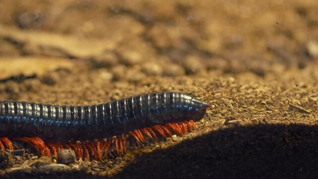Colorful iridescent blue millipede with vibrant orange legs crawls across dry soil in a stunning macro close-up showcasing its segmented body and rhythmic multi-legged movement