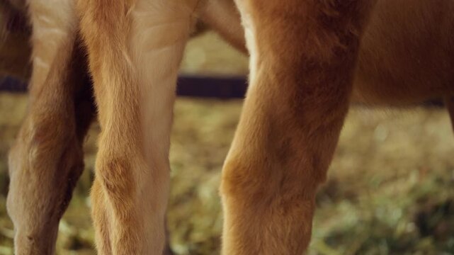 Extreme close-up of brown Hanwoo cow cattle legs and swishing tail inside livestock barn at Anseong Farmland, South Korea