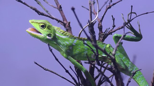 Green chameleon (Bronchocela jubata) basking under sunlight with open mouth, showing thermoregulation behavior and alert posture in tropical natural habitat.