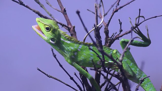 4K close up video of Javan green chameleon (Bronchocela jubata) basking on dry branch, showing thermoregulation behavior in tropical natural habitat
