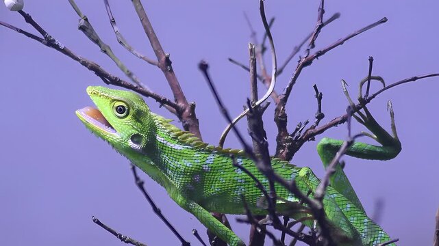 4K close up video of Javan green chameleon (Bronchocela jubata) basking on dry branch, showing thermoregulation behavior in tropical natural habitat