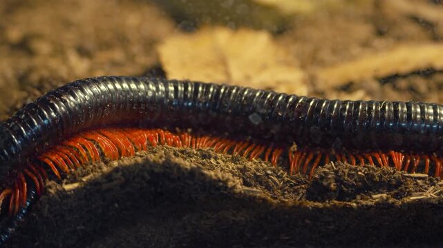 Extreme macro close-up of Vietnamese Giant Millipede glossy blue-black body with orange legs moving through dark substrate
