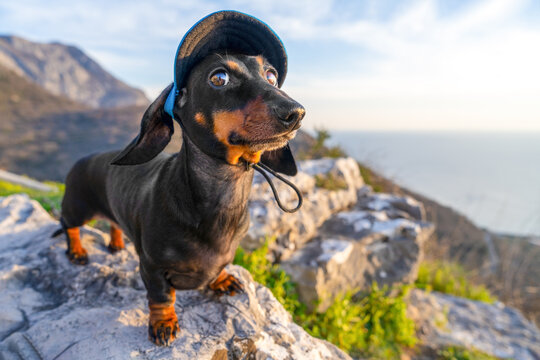 A dachshund wearing a hat stands on a rocky mountain cliff with a sly expression on his face, against the backdrop of the sea and sky, the concept of an adventure trip.