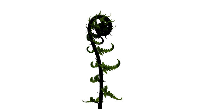 Unfurling green fern frond fiddlehead symbol of growth