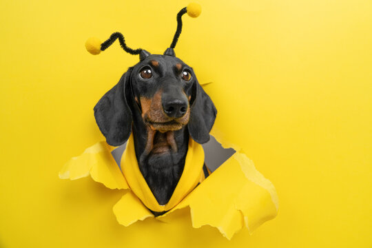 Dachshund dog wearing black bee antennae headband peeking through torn yellow paper background, insect costume humor, creative concept.