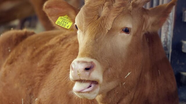 Close-up of young golden Hanwoo calf with yellow identification ear tag looking at camera inside barn at Anseong Farmland Korea
