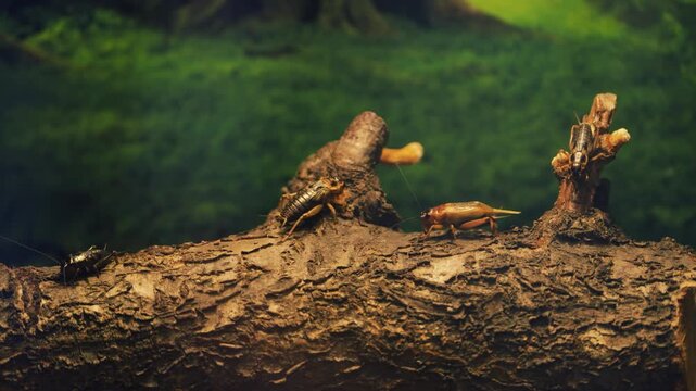 Multiple two-spotted crickets of different sizes crawl across rough fallen log against vivid green background at Anseong Farmland