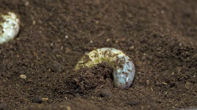 Rhinoceros beetle grub larva wriggling through dark moist compost soil in extreme macro close-up