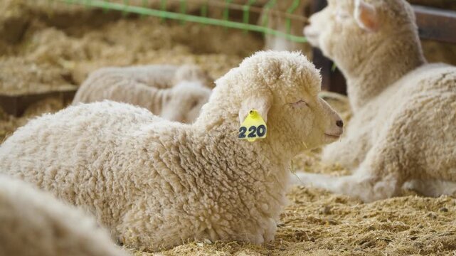Woolly sheep with ear tags resting on hay inside a barn pen at Anseong Farmland in South Korea