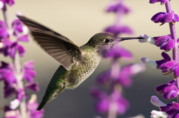 Fototapeta premium Hummingbird feeding from Mexican sage flowers while hovering in Southern California.