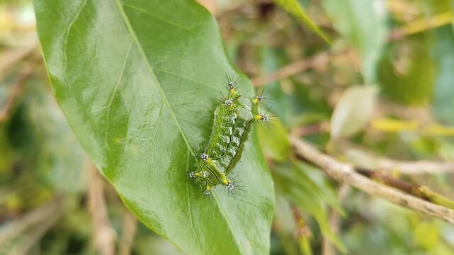 A fireworm (Ulat Api) from the Limacodidae family is seen attached to a coffee plant stem. Caterpillars with their characteristic spines often contain venom that can cause irritation or burning.