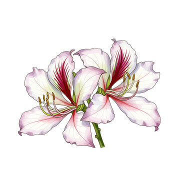 Bauhinia variegata orchid tree blooming flowers with pink streaks
