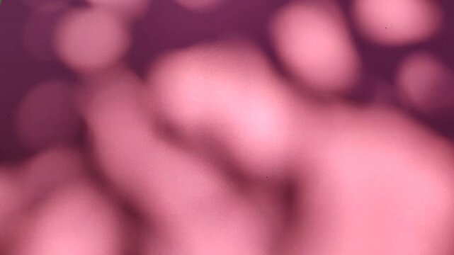 Soft moving leaf shadows creating natural pattern on pink background, showing minimalist light and shadow aesthetic.