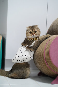 Cat dress polka dot gold chain cute playful pet feline domestic animal are main keywords. cute cat wearing white polka dot dress and gold chain poses playfully scratching post showing curious