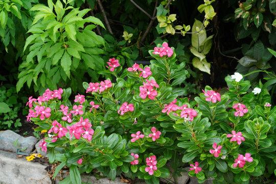 Pink periwinkle flower green leaf garden outdoor nature summer tropical blooming shrub vibrant fresh natural landscape flora ornamental foliage botany growth beauty environment lush colorful petal