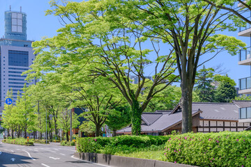 Fototapeta premium 仙台 愛宕上杉(あたごかみすぎ)通 新緑 