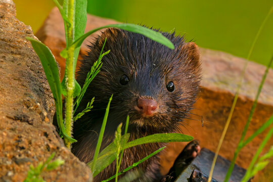 Mink at sunrise in Idaho