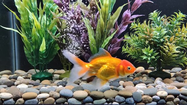 Elegant golden goldfish gracefully swimming through clear water inside a glass aquarium tank, vibrant orange scales shimmering under bright light in a peaceful indoor aquatic environment.