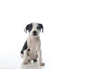 Fototapeta premium Small black and white puppy looking directly at the camera while sitting on a white background with copy space.