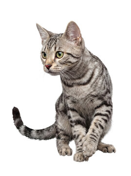 Adorable silver tabby cat with vivid green eyes sitting attentively, viewed from the front-side.