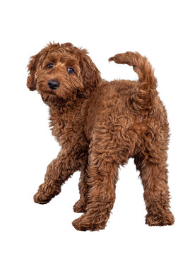 Playful Goldendoodle or Labradoodle puppy looking back over its shoulder.