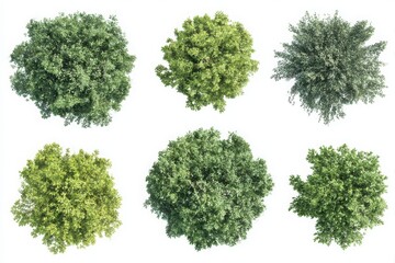 Obraz premium Top view collection of six distinct greenery trees for architectural rendering and landscaping design